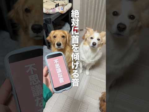 この音を聞くと犬が首を傾げちゃうらしい...!?【ボーダーコリー・ゴールデンレトリバー】s サムネイル