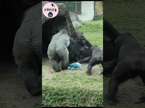 Gorilla Daddy : No Way! gorilla gorillatag taipeizoo 金剛猩猩 台… サムネイル