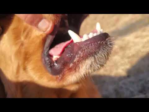 元気なゴールデンレトリバー親子と農道を散歩 サムネイル