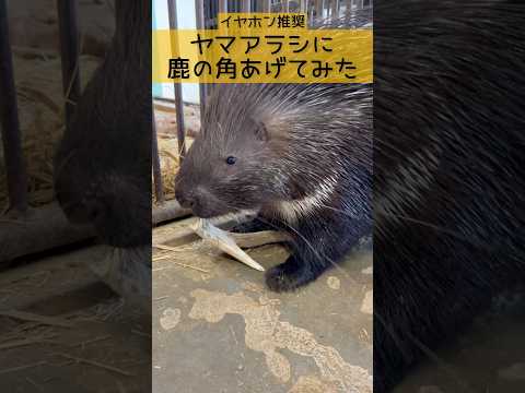 ヤマアラシに鹿の角あげてみた 東武動物公園 動物 癒し zoo 動物園 ヤマアラシ 鹿の角 asmr サムネイル