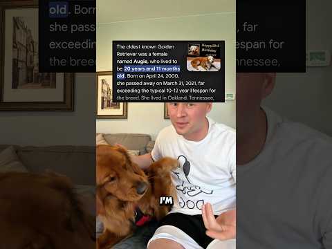 How I'm getting my Golden retriever to live 21 years サムネイル