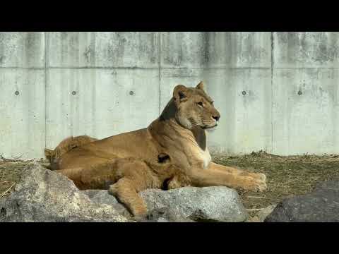娘を見守る父と母☺️ ライオンファミリー　のんほいパークにて　2026年2月13日