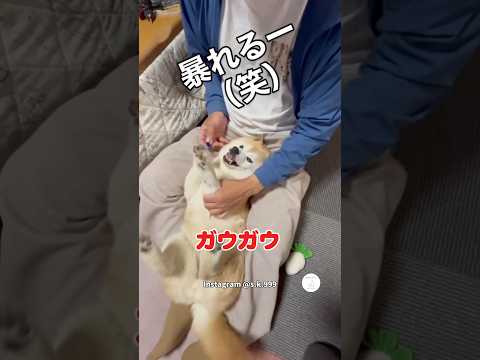 耳薬入れる柴犬、ガウガウが面白い　柴犬　犬　かわいい犬 犬のいる暮らし 面白い