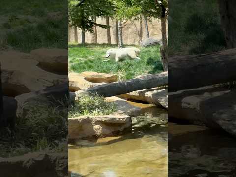 shorts 駆け回る❣️真白ちゃん　ホッキョクオオカミ　那須どうぶつ王国　2026年4月24日 サムネイル