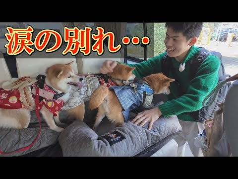 帰省した息子が駅へ向かおうとすると、焦って表情を曇らせ、泣き出してしまう柴犬・・・ サムネイル