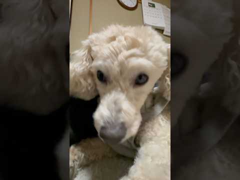 shorts 眠くなった❣️タローちゃん　トイプードル　2026年2月2日 サムネイル