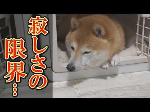 兄柴犬が入院して２日目、弟柴犬がハウスに引きこもるようになりました・・・ サムネイル