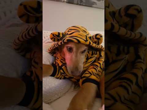 coming home to my golden retriever❤️india retreiver dog pup… サムネイル