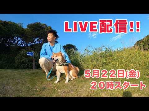 柴犬こむぎとダラダラやりましょか！ サムネイル