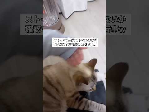 ストーブ近くて愛猫が焦げてないか確認するんだけどみんなもやる？ 猫 ストーブ サビ猫 shorts サムネイル