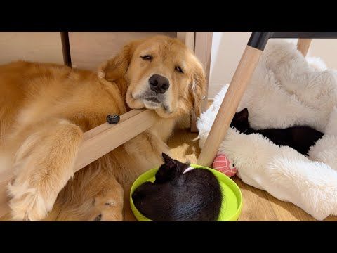 飼い主の代わりに子猫のお世話を任されて疲れ果てる大型犬...【ゴールデンレトリバー・ボーダーコリー】