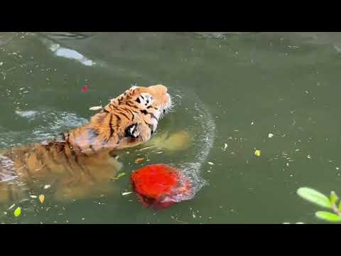ソーンさん 再び泳ぐ！　アムールトラ　浜松市動物園にて　2026年4月5日 サムネイル