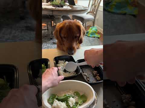 My dog won't eat unless I do ALL of this in this EXACT orde… サムネイル