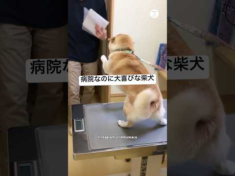 病院なのに大喜びする柴犬　柴犬　犬　動物病院 犬のいる暮らし かわいい犬 サムネイル