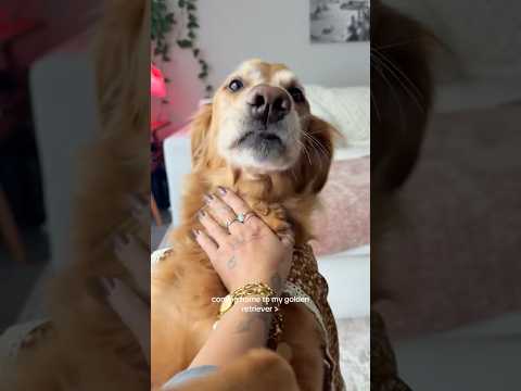 coming home to my golden retriever🥵 goldenretreiver dog ind… サムネイル