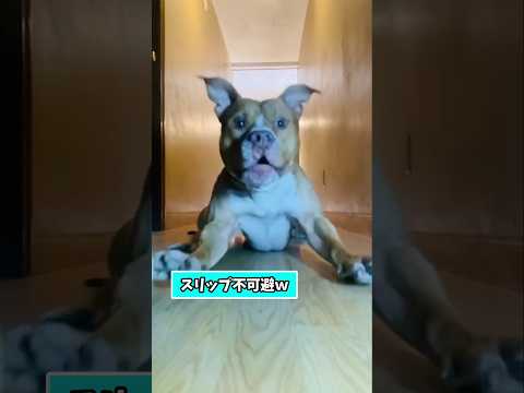 仕事で疲れた皆に贈る笑いと癒しのワンコ5選ww　#犬 #笑える #癒し #犬のいる生活 #犬のいる暮らし #犬好きさん… サムネイル