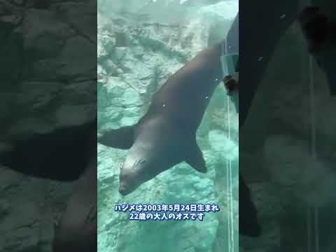 【よこはま動物園ズーラシア】ミナミアフリカオットセイのハジメ✨飼育員のとっておきタイム！shorts サムネイル