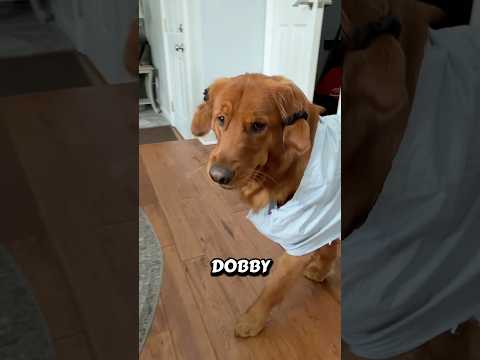 Dobby is annoyed 😂 サムネイル