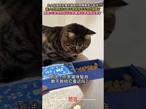 主人給貓咪變魔術貓咪的眼睛都亮了起來 #貓咪 #意外 #可愛 #有趣 #cat #cute #amazing #fun… サムネイル