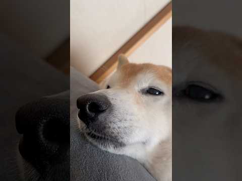 柴犬福 珍しく静かな姉にため息をつく柴犬🤣Sis and Shiba🤣姉と柴 shorts 柴犬 japanesedo… サムネイル