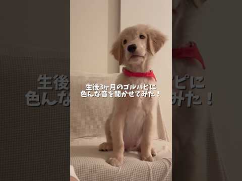 約2年前の秘蔵映像がカメラロールに眠ってました🤣いやかわい過ぎ⋯今も可愛いけどこの頃もバケモン級にかわいい🥺❤️ゴルパ… サムネイル