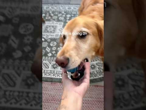 coming home to my golden retriever❤️india retreiver dog pup… サムネイル