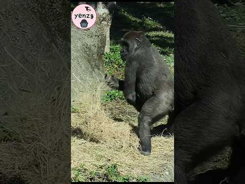 Jabali : 弟弟,我現在沒空跟你玩啦 gorilla gorillatag taipeizoo 金剛猩猩 台北市… サムネイル