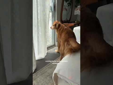 coming home to my golden retriever🥵 goldenretreiver dog ind… サムネイル