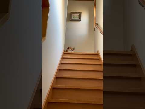 柴犬福 兄を出迎える時の柴犬🤣Bro and Shiba🤣兄と柴 shorts 柴犬 japanesedog shib… サムネイル