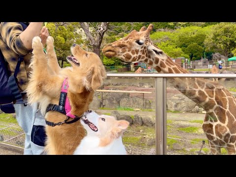 キリンの餌を本気で奪いにいく犬...【ボーダーコリー・ゴールデンレトリバー】 サムネイル