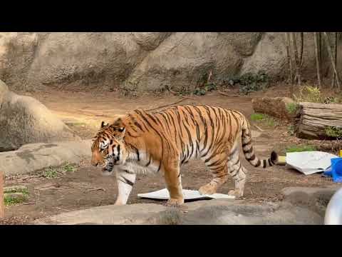 ローラーさんとソーンくんは今日もラブラブ　アムールトラ　浜松市動物園にて　2026年2月14日 サムネイル