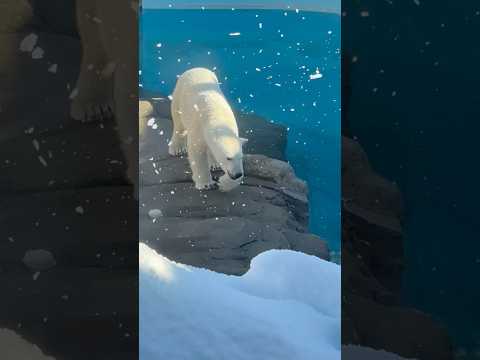 shorts ホッキョクグマのゆめちゃん　王子動物園　2025年12月27日 サムネイル