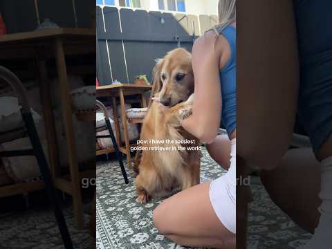 Come to my golden retriever 2026blonde goldenretreiver dogb… サムネイル