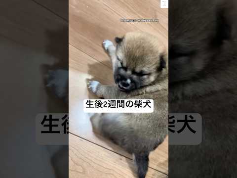 うまくカイカイができない生後2週間の柴犬　柴犬　犬　子犬　かわいい犬 犬のいる暮らし サムネイル