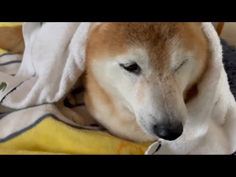 柴犬福 大雨の散歩後、機嫌悪い柴犬🤣Bad boy🤣