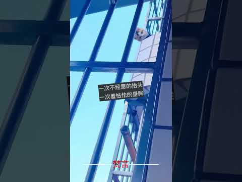 望眼欲穿一眼萬年具象化了 貓 可愛 意外 有趣 cat cute amazing funny shorts サムネイル