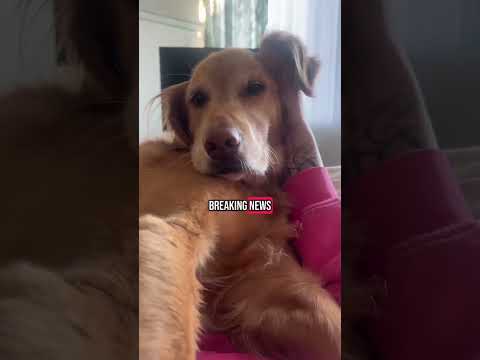 coming home to my golden retriever🥵 goldenretreiver dog ind… サムネイル