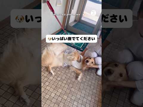 病院が大好きすぎるゴールデンレトリバー　　ゴールデンレトリバー 大型犬　犬　かわいい かわいい犬 サムネイル