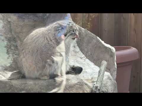 ガンガン出て来て回ってチャッと帰ってを繰り返す今日のオリーヴァちゃん😅　マヌルネコ　埼玉県こども動物自然公園にて　20… サムネイル