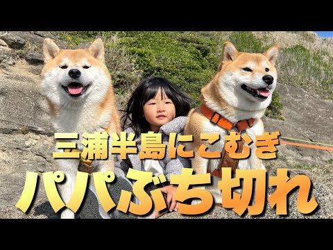 娘と柴犬たちと三浦半島観光なのに…新婚夫婦の行動にキレるパパ サムネイル