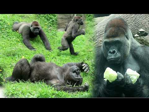 Tayari's hilarious grass sledding,Ringo's cute grass-rollin… サムネイル