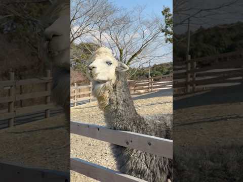 shorts 青い瞳のリンカ(とイスタくん) アルパカ　ごかつら池どうぶつパークにて　2026年1月24日 サムネイル