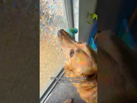 coming home to my golden retriever🥵 goldenretreiver dog ind… サムネイル