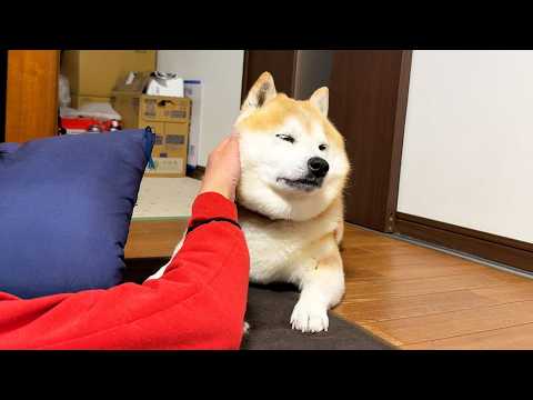 お母さんから片手間になでられたため、片手間に対応する柴犬 サムネイル