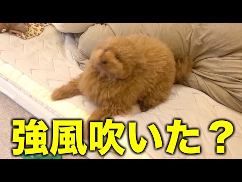 遊び方が激しすぎて一瞬潰れるトイプードル サムネイル