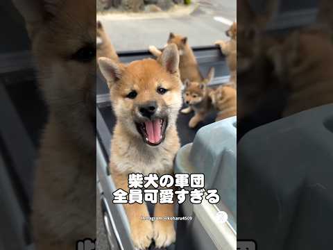 柴犬の軍団、可愛すぎる　柴犬　子犬　犬　かわいい犬 かわいい サムネイル