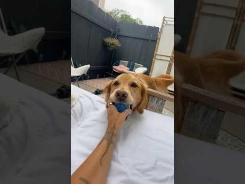 dog-tor coby to rescue🛟goldenpup puppy goldenpupppy dogbree… サムネイル