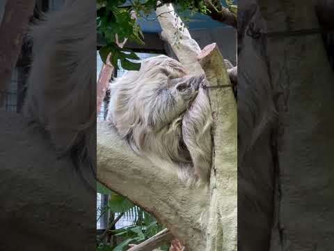 shorts フタユビナマケモノのマロロちゃん　那須どうぶつ王国　2026年1月30日 サムネイル