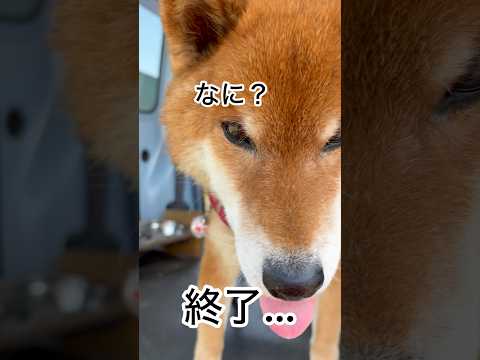 ’26.3.21 力丸の、多彩なタッチ… 柴犬 shibainu 柴犬のいる暮らし 柴犬の日常 タッチ カメラ目線 力丸 サムネイル