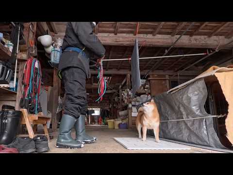 ニュー不審者(防寒)と元気な柴犬 サムネイル